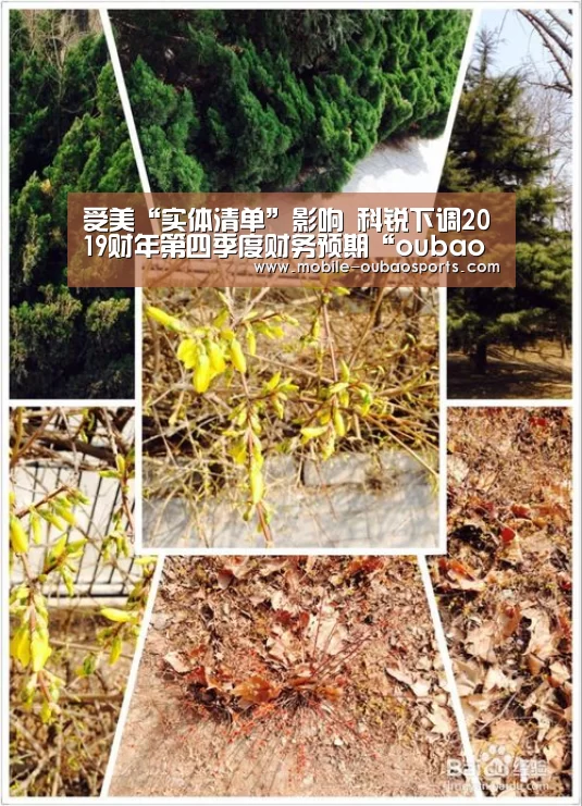 欧宝娱乐